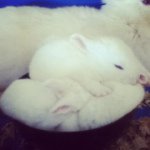 Debbie Rios - @rabbitdonut602 - Instagram