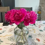 Debbie Rizzo-Rego - @debrego55 - Instagram
