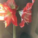Debbie Rummel Engle - @engledebbierummel - Instagram