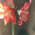 Debbie Rummel Engle - Facebook
