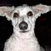 Debbie Ryal - @debbieryal - TikTok