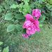 Debbie  Salasberry Simmons  - Facebook