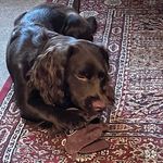 Debbie Salt - @nevillechocsprocker - Instagram