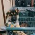 Debbie Sandra - Facebook