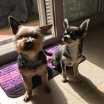 Debbie Flores Sansom - @debbiejjsa - Instagram