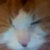 debbiesassoflanag - @debbiesassoflanag - TikTok
