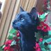 Debbie Saucier - Facebook