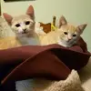 debbiesauerweinma - @debbiesauerweinma - TikTok