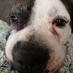 Debbie Saylor - @4leggedfurfoster - Instagram