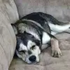 Debbie Schultz - @debbie.schultz23 - TikTok