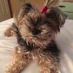 Debbie Schell - @debbieschell100 - Instagram