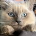 Debi Scheller - Facebook