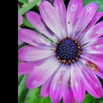 Debbie Schultz - Facebook