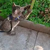 DebbieSchultz - @debbieschultztwqxhpcq - TikTok