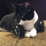 Debbie Seals - @tuxedobunnies - Instagram