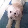 Debbie Semones - @debbie.semones - TikTok