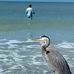 Debbie Senft - Facebook