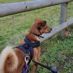 Debbie Sharp - @tails.of.tango - Instagram