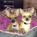 Debbie Shipley-Thomas - @cadideb - Instagram