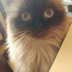Debbie Silcox - @silcoxdebbie - Instagram