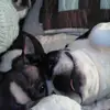 debbiesilcox735 - @debbiesilcox735 - TikTok