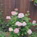 Deb Simonson - Facebook