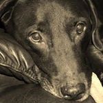 Debbie Evans Sylvester - @desylvester5631 - Instagram