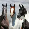 Debbie Tackett - @debbie.tackett - TikTok