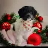 Debbie Talbott - @debbietalbott45 - TikTok