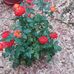Debbie Thigpen - Facebook