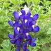 Debbie Tidwell Salazar - @debbie.tidwell.sa - TikTok
