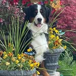 Debbie Travers Swartz - @grandmaca61 - Instagram