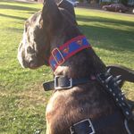 Loverbull Travers - @debbie_travers - Instagram