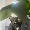 debbiehamiltontriplett - @debbiehamiltontriplett - TikTok