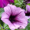 debbietriplett00 - @debbietriplett00 - TikTok