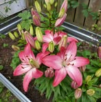 Debbie Underhill - Facebook