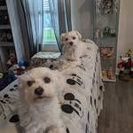 Debbie 'Vann' Ann Lorenz - @lovingmom2009 - Instagram