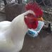 Debbie Whitesell - Facebook