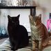 Debbie Wilmoth - Facebook