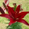Debbie Wilmoth - @debbie.wilmoth5 - TikTok
