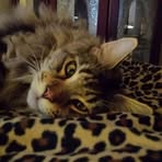 Debbie Wing - Facebook