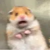 Debbie Witkowski - @debbiewitkowski472 - TikTok