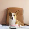 Debbie Zhang - @cor.dengo.zzz - TikTok