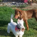 Debbie Adler - @mathpup - Instagram