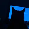 Debby is a tortoiseshell - @debbychannel - TikTok