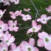 Debbie Morris - @debbie.morris74 - TikTok