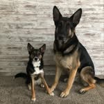 Debby Morris - @pawsunlimiteddogtraining - Instagram