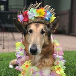 Debby Roberts - @indy.thewonderdog - Instagram