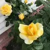 debbyroberts6356 - @debbyroberts6356 - TikTok