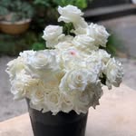 Debbi Weiss - @flowersbythebucket - Instagram